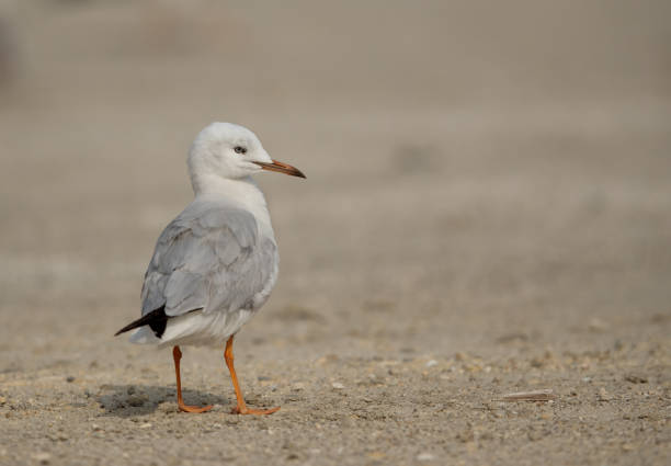 istock Seagulls are typically medium to large birds and grey or white in color 1269349450