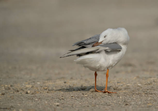 istock Seagulls are typically medium to large birds and grey or white in color 1269350663