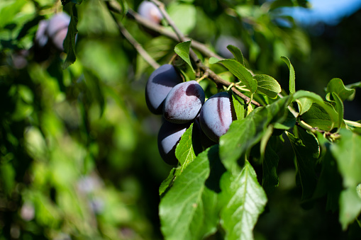Ripe plums hanging on a branch. Plum tree in countryside on a bright and sunny summer day. Plums ready to be harvested.