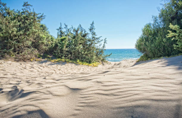 Circeo National Park - Latina Italy Sand dunes with plant - Sabaudia - Latina Italy sabaudia stock pictures, royalty-free photos & images