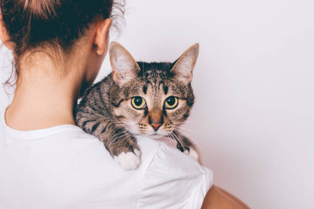 Young woman holding her striped cat Young woman holding her striped cat, which looking seriously. Owner hugging pet on white background. grey cat white paws stock pictures, royalty-free photos & images