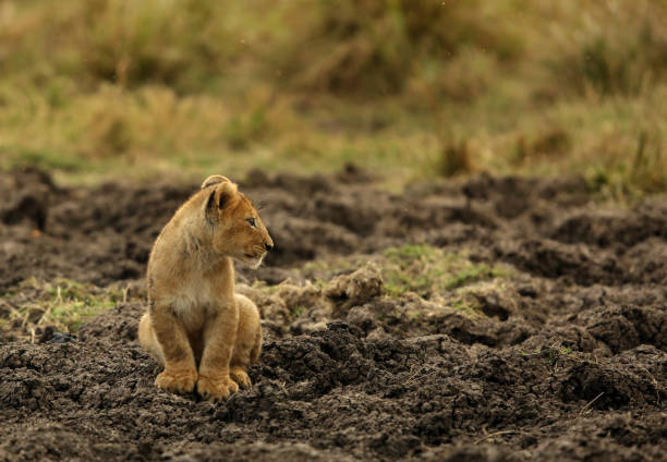 lew jest jednym z czterech dużych kotów i należy do rodzaju panthera - masai mara national reserve masai mara lion cub wild animals zdjęcia i obrazy z banku zdjęć