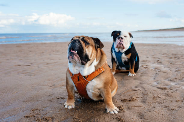 due bulldog inglesi seduti sul mare in estate - english bulldog foto e immagini stock