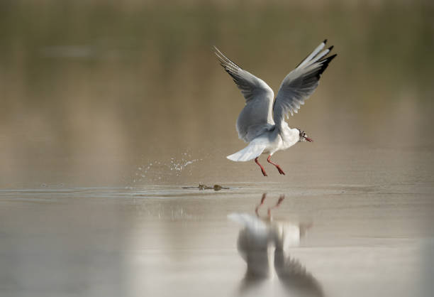 istock Seagulls are typically medium to large birds and grey or white in color 1269356619