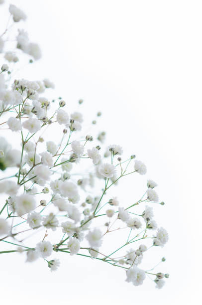 istock Gypsophila flowers isolated on white background, copy space on the right. 1269357876