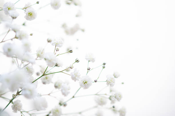 istock Gypsophila flowers isolated on white background, copy space on the right. 1269357905