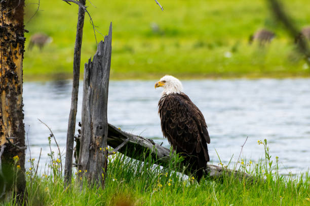 aquila calva seduta sulla riva del fiume yellowstone, parco nazionale di yellowstone - montana summer usa color image foto e immagini stock