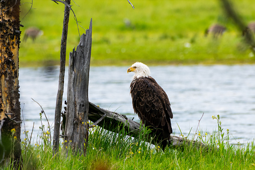 Bald Eagle Sitting on Bank of Yellowstone River, Yellowstone National Park