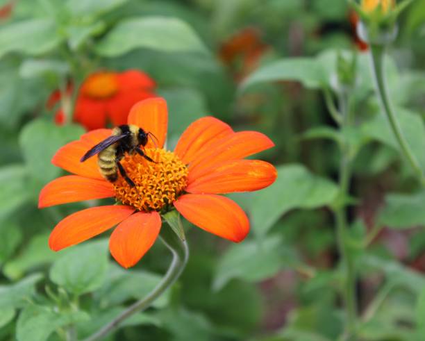 istock Bumblebee on orange flower 1269361353