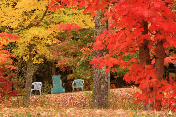 istock Lawnchairs surrounded by colorful autumn leaves 1269361562