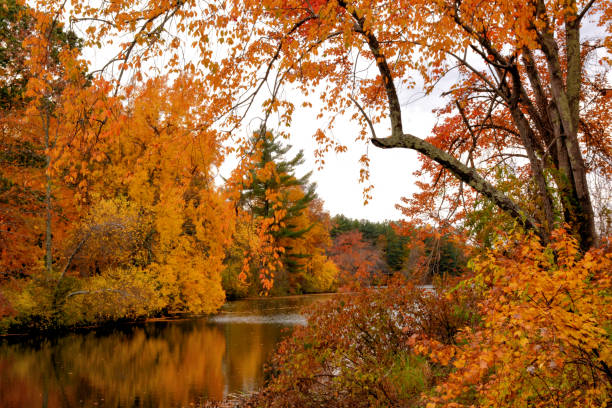 Fall in New England. Brilliant autumn leaves and colorful reflections on calm surface of Harbor Pond in Townsend, Massachusetts.