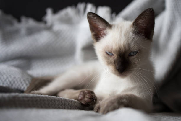 istock Small Siamese kitten with blue eyes looking to the camera. 1269362205
