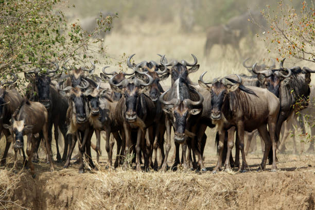 istock The wildebeest are also called as Gnu, these are even-hooved (ungulate) mammal 1269362541