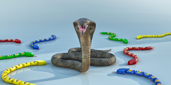 A king cobra snake with body curled and head raised with mouth open and tongue out in strike pose, on a plain reflective surface, surrounded by multi coloured toy plastic snakes. With copy space.