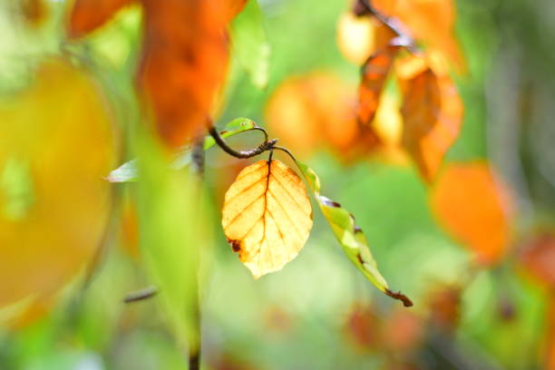 istock Autumn colours on beech leaves 1269363652