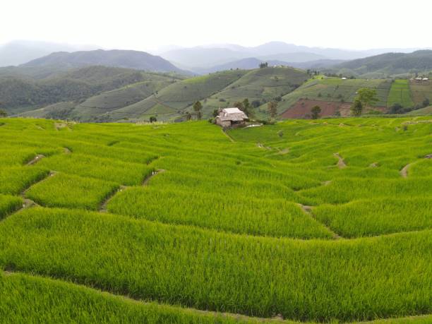 istock Beautiful Landscape terraced paddy fields at Pa Bong Pieng, Chiang Mai, Thailand 1269363723