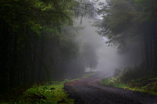 istock Mountain forest path in mist at Loghermore forest L'Derry 1269363776