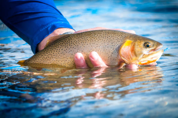 nun, sie sind sicherlich ein feines exemplar - cutthroat trout stock-fotos und bilder