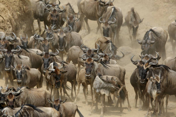 istock The wildebeest are also called as Gnu, these are even-hooved (ungulate) mammal 1269365126