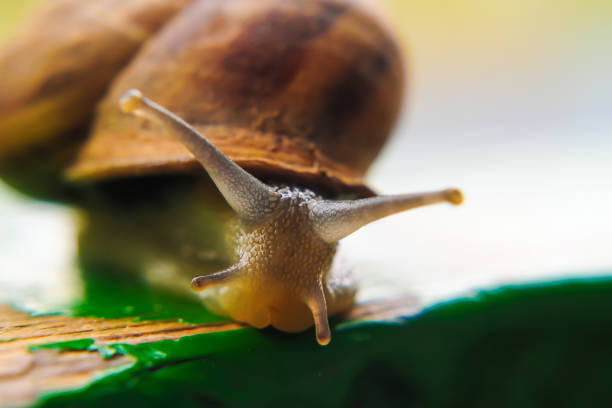 istock Big garden snail on a old board background 1269365322