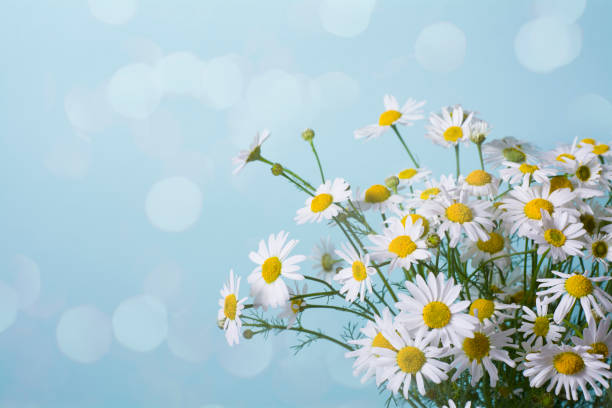 поздравительная открытка на день матери. дикие цветы, белые ромашки на синем фоне - german chamomile wildflower white yellow стоковые фото и изображения