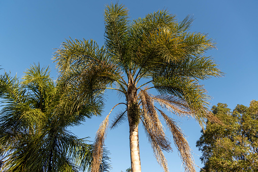 Jerivá palm tree and fruits (Syagrus romanzoffiana). Native palm of the Brazilian Atlantic Forest. Plant of the Palmae family. Yellow, oval fruit. Coconut tree.