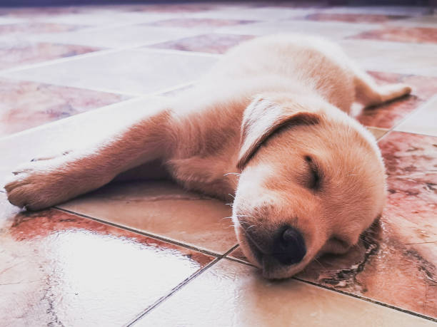 istock Where I got tired there and fell asleep. 1269367175