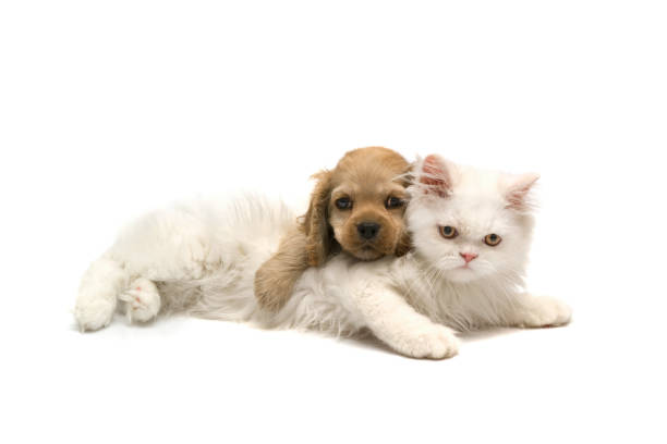 istock Cavalier King Charles Spaniel and persian cat 1269368181