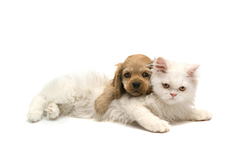 Cat and dog Cavalier King Charles Spaniel and persian cat