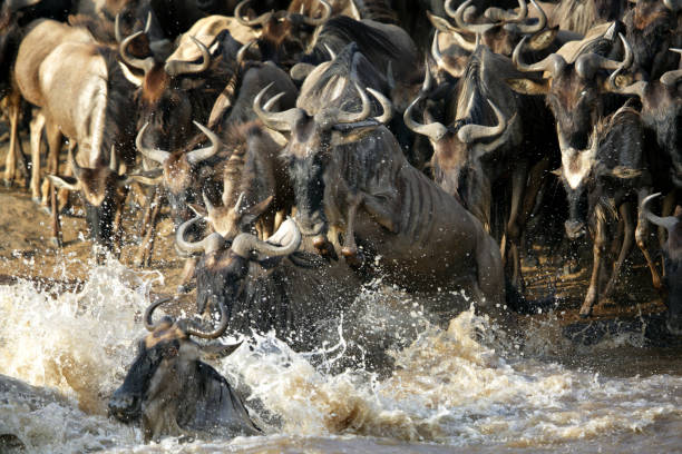 istock The wildebeest are also called as Gnu, these are even-hooved (ungulate) mammal 1269368377