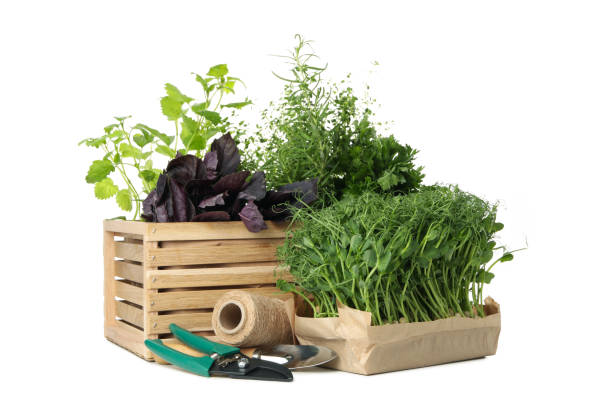 istock Wooden box with different herbs isolated on white background 1269371864