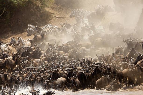 istock The wildebeest are also called as Gnu, these are even-hooved (ungulate) mammal 1269372435