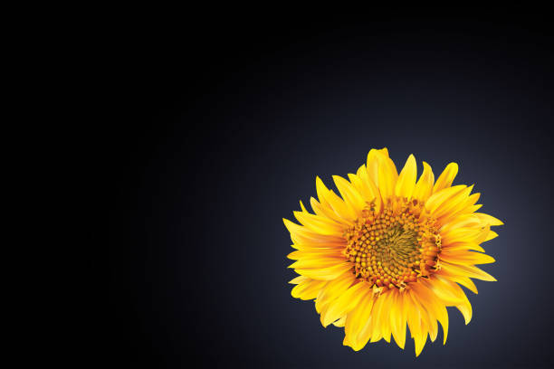 istock Black Template with sunflower leaves, seeds,  in the corner and backlight behind 1269372637