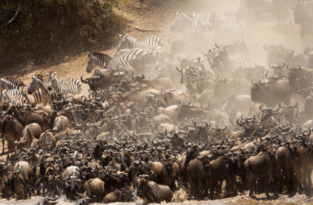 istock The wildebeest are also called as Gnu, these are even-hooved (ungulate) mammal 1269373843