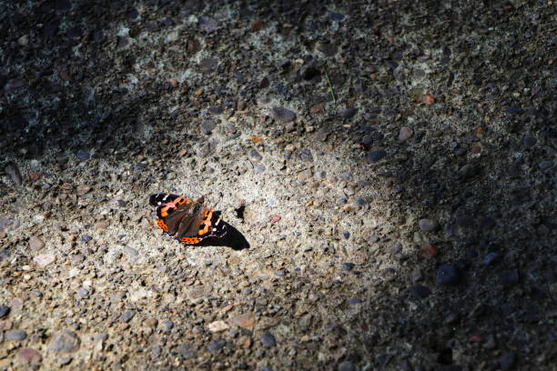 This butterfly was photographed in Mt. Kasuga, Japan.