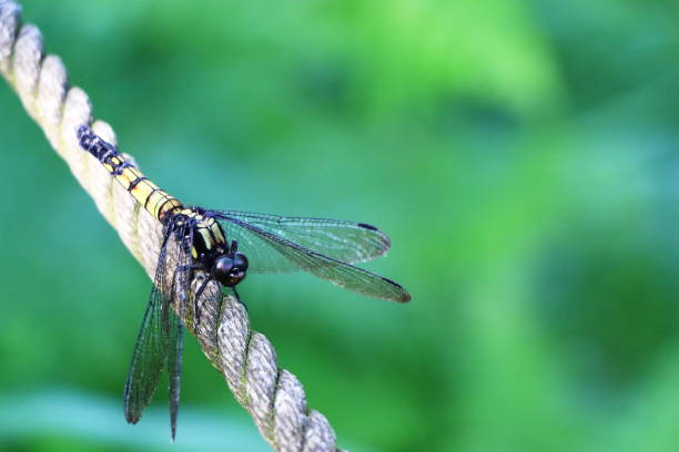 istock A dragonfly perched on a rope on a mountain road. 1269376978