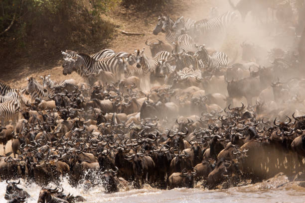 istock The wildebeest are also called as Gnu, these are even-hooved (ungulate) mammal 1269377200