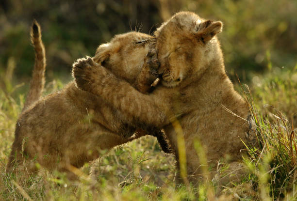 lew jest jednym z czterech dużych kotów i należy do rodzaju panthera - masai mara national reserve masai mara lion cub wild animals zdjęcia i obrazy z banku zdjęć