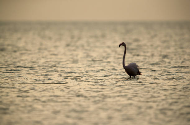 istock Flamingos are beautiful and gregarious wading birds 1269378323