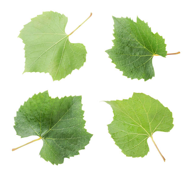 istock Set of grape leaves on a white background. Isolated 1269378753