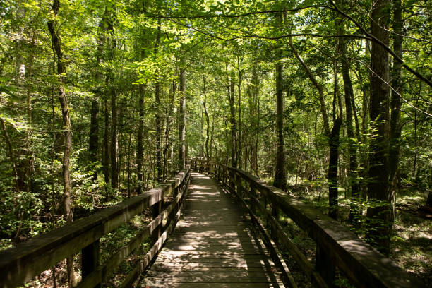 istock Wooden Boardwalk in Congaree National Park 1269378980