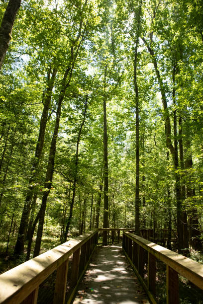 istock Boardwalk in Congaree National Park 1269378988