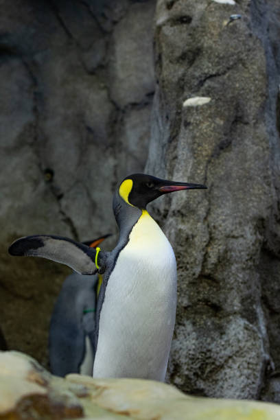 istock Penguin standing on rocks in natural habitat 1269379935