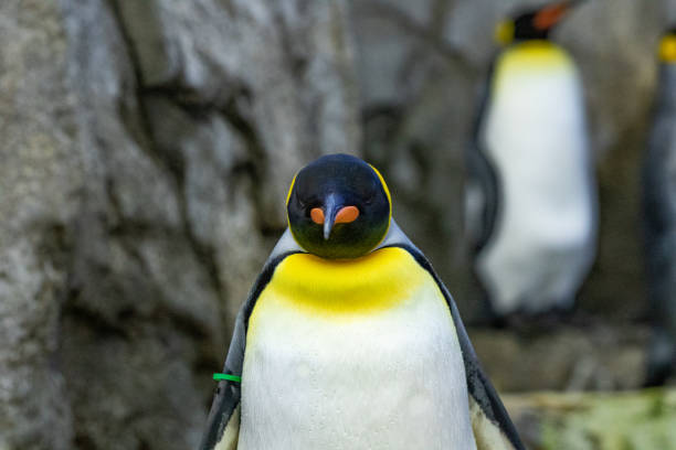 istock Penguin standing on rocks in natural habitat 1269379955