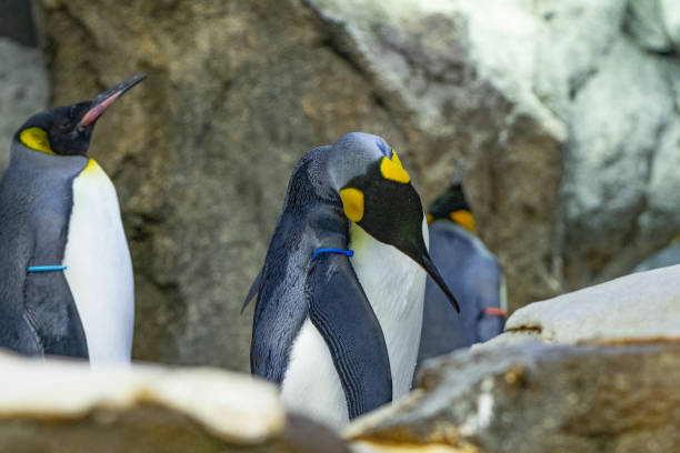 istock Penguin standing on rocks in natural habitat 1269379986