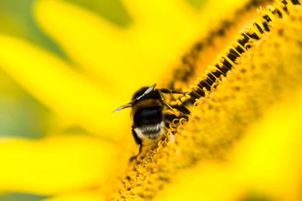 large earth bumblebee (Bombus terrestris) on a sunflower (Helianthus annuus), close-up