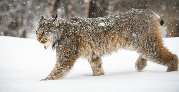 Canadian lynx in the wilderness
