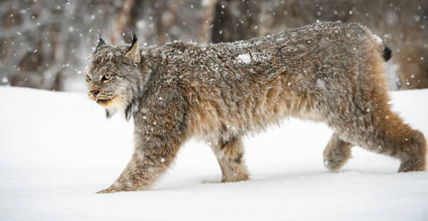 Canadian lynx stock photo