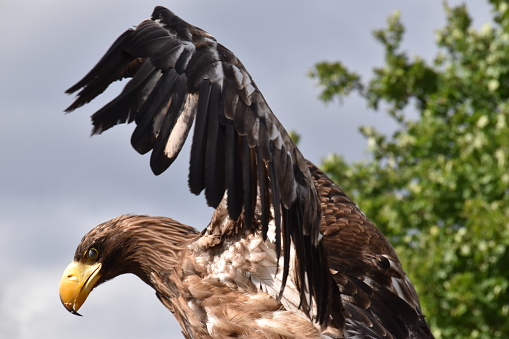 The White-tailed Eagle is a large bird, 69–92 cm long with a 182–244 cm wingspan. Females, weighing 4–6.9 kg, are slightly larger than males, which weigh 3.1-5.4 kg. It is the fourth largest eagle in the World. It has broad \