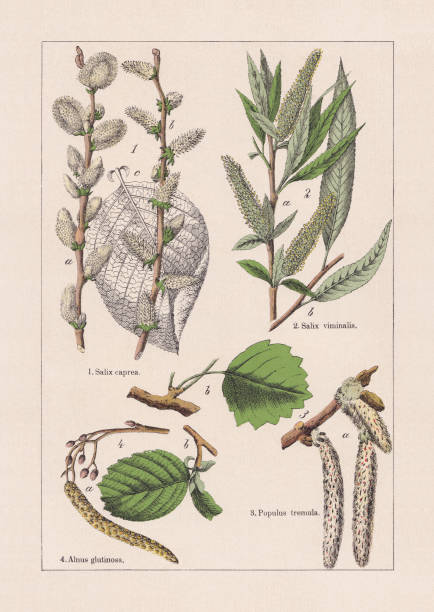 illustrations, cliparts, dessins animés et icônes de dicotyledons, chromolithographe, publié en 1895 - goat willow